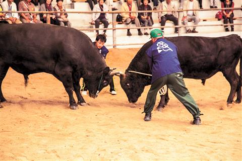 隠岐の名物「牛突き」
